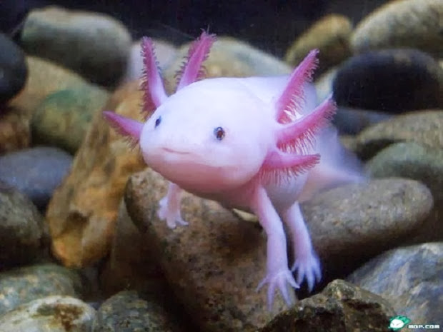 الكائنات البرمائية