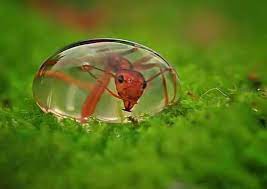 النملة وقطرة الماء– قصة قصيرة