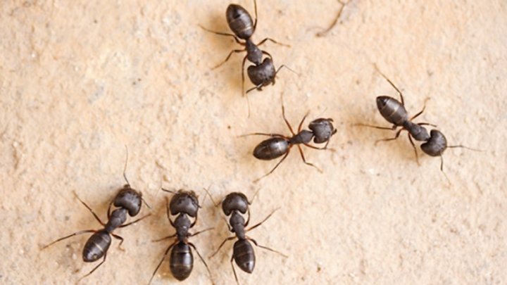 وليمة للنمل