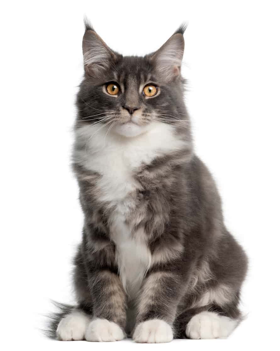 هل علينا التوقف عن تربية الحيوانات الأليفة؟