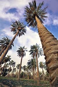 أثر النخيل في الثقافة الشعبية  بمنطقة الخليج العربي